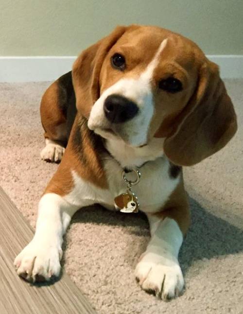 beagle dexter.jpg